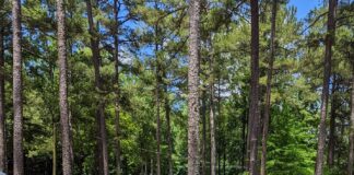 Sportsman Lake Yard Sale draws hundreds of shoppers Saturday