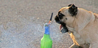 Keep your pets safe during Fourth of July fireworks