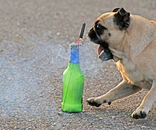 Keep your pets safe during Fourth of July fireworks