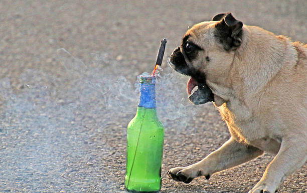 Keep your pets safe during Fourth of July fireworks