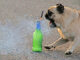 Keep your pets safe during Fourth of July fireworks