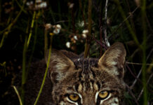 Outdoor Alabama Photo Contest opens Aug. 2