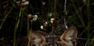 Outdoor Alabama Photo Contest opens Aug. 2