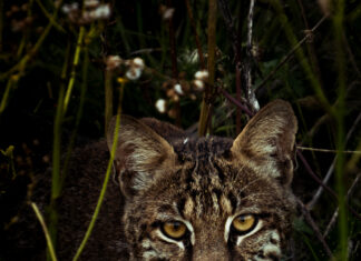 Outdoor Alabama Photo Contest opens Aug. 2