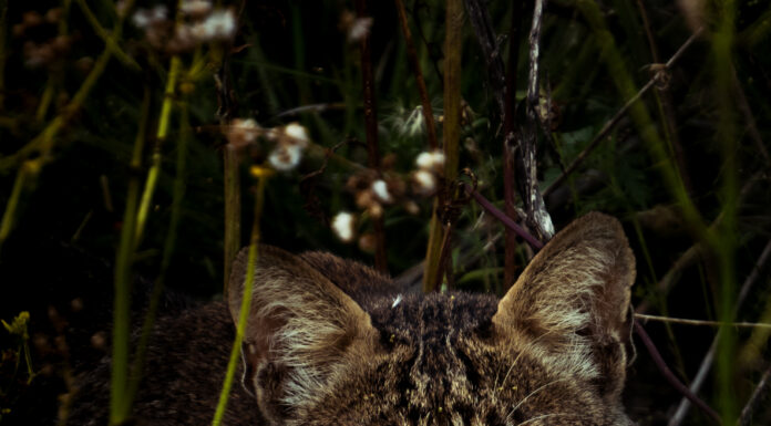 Outdoor Alabama Photo Contest opens Aug. 2