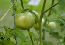 Taking care of tomatoes