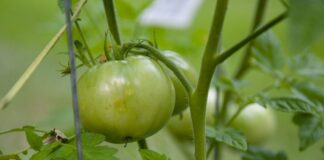 Taking care of tomatoes