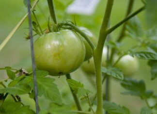 Taking care of tomatoes