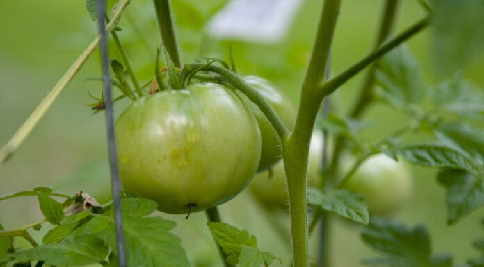 Taking care of tomatoes
