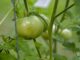 Taking care of tomatoes