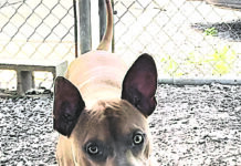 Pet of the Week: Ernie – he’s all ears!