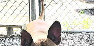 Pet of the Week: Ernie – he’s all ears!