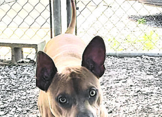 Pet of the Week: Ernie – he’s all ears!