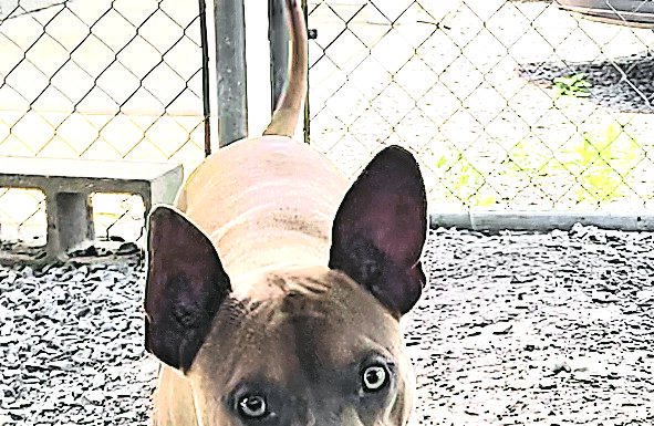 Pet of the Week: Ernie – he’s all ears!