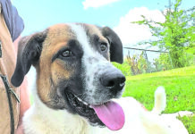 Pet of the Week: Sophie – She’s your brown-eyed girl!