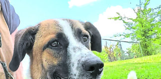 Pet of the Week: Sophie – She’s your brown-eyed girl!