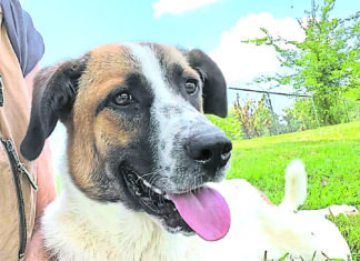 Pet of the Week: Sophie – She’s your brown-eyed girl!