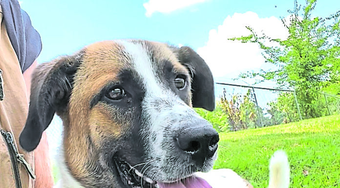 Pet of the Week: Sophie – She’s your brown-eyed girl!