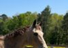 Want to volunteer at Hope Horses?