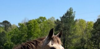 Want to volunteer at Hope Horses?