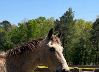 Want to volunteer at Hope Horses?