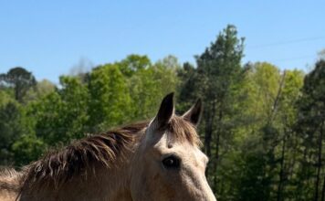 Want to volunteer at Hope Horses?