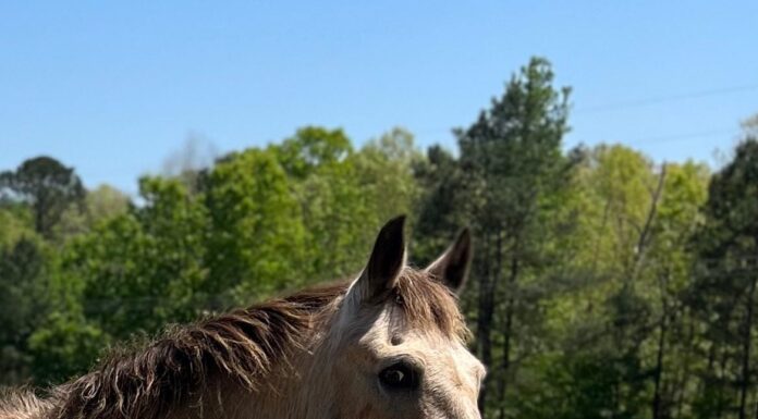 Want to volunteer at Hope Horses?