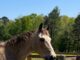 Want to volunteer at Hope Horses?