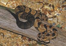 Guide to Alabama’s venomous snakes