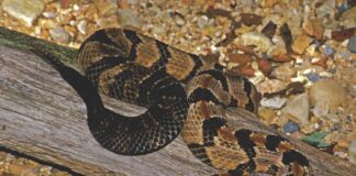 Guide to Alabama’s venomous snakes