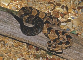 Guide to Alabama’s venomous snakes