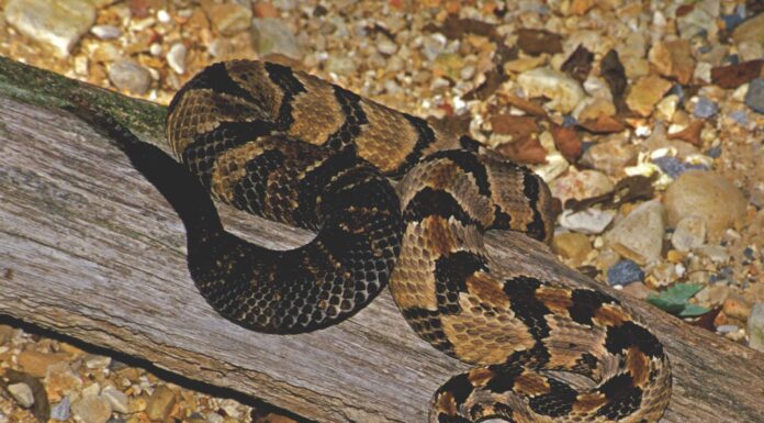 Guide to Alabama’s venomous snakes