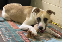 Pet of the Week: Sparrow – A friend through thick and thin