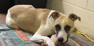 Pet of the Week: Sparrow – A friend through thick and thin