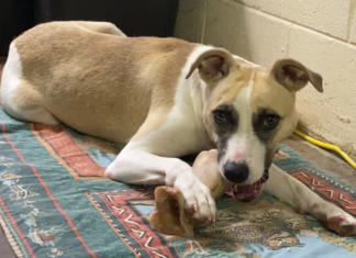 Pet of the Week: Sparrow – A friend through thick and thin