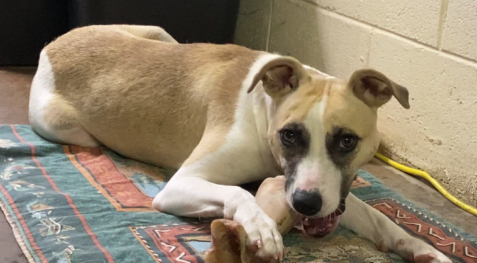 Pet of the Week: Sparrow – A friend through thick and thin