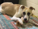 Pet of the Week: Sparrow – A friend through thick and thin