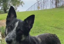 Pet of the Week: Rubble – ready to join your Paw Patrol!