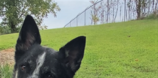 Pet of the Week: Rubble – ready to join your Paw Patrol!