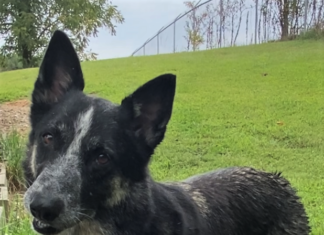 Pet of the Week: Rubble – ready to join your Paw Patrol!