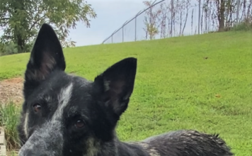 Pet of the Week: Rubble – ready to join your Paw Patrol!