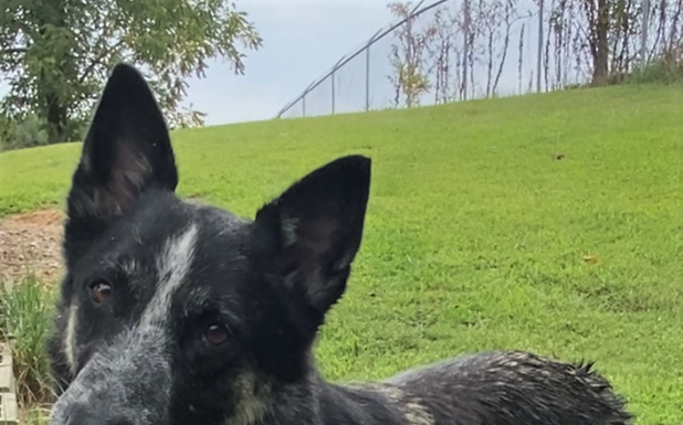 Pet of the Week: Rubble – ready to join your Paw Patrol!