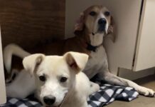 Pet of the Week: Jordan is sunshine on a cloudy day