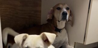 Pet of the Week: Jordan is sunshine on a cloudy day