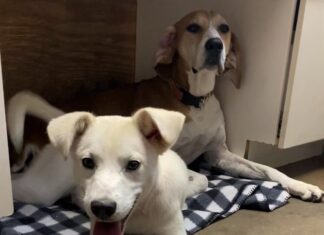 Pet of the Week: Jordan is sunshine on a cloudy day