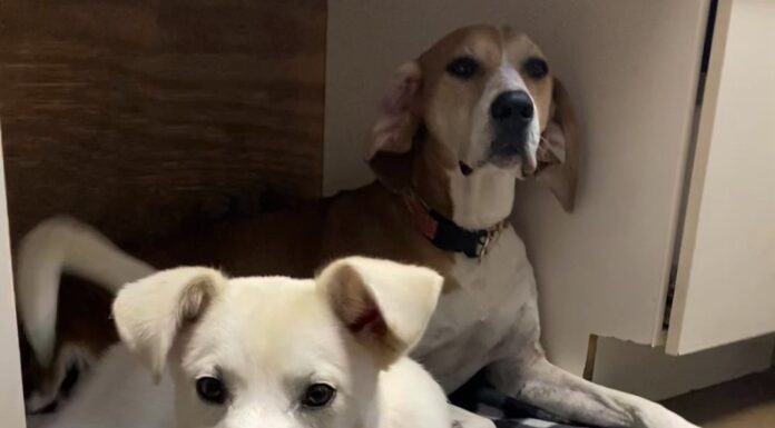 Pet of the Week: Jordan is sunshine on a cloudy day