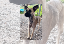 Pet of the Week: Edith – your new best friend forever