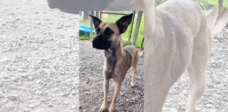 Pet of the Week: Edith – your new best friend forever