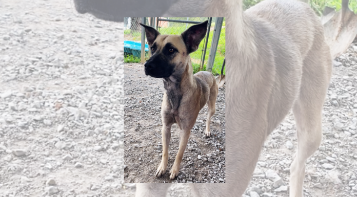 Pet of the Week: Edith – your new best friend forever