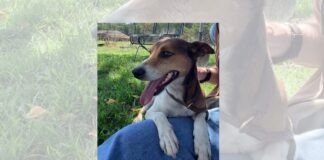 Pet of the Week: Trouble – he’s no trouble at all!